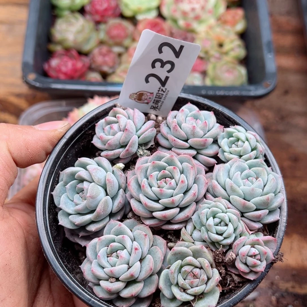 多肉植物多肉植物