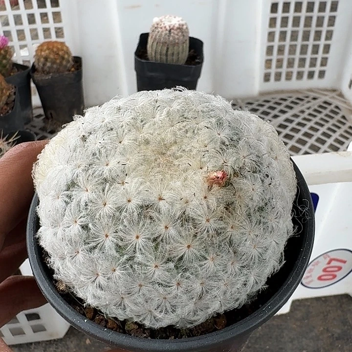 ?****Y佛头白星实生仙人球