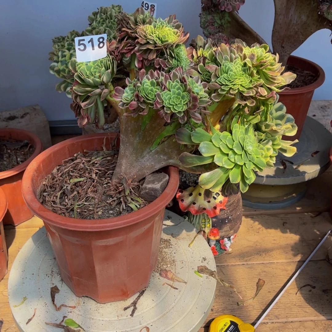 多肉植物朝霞缀518
