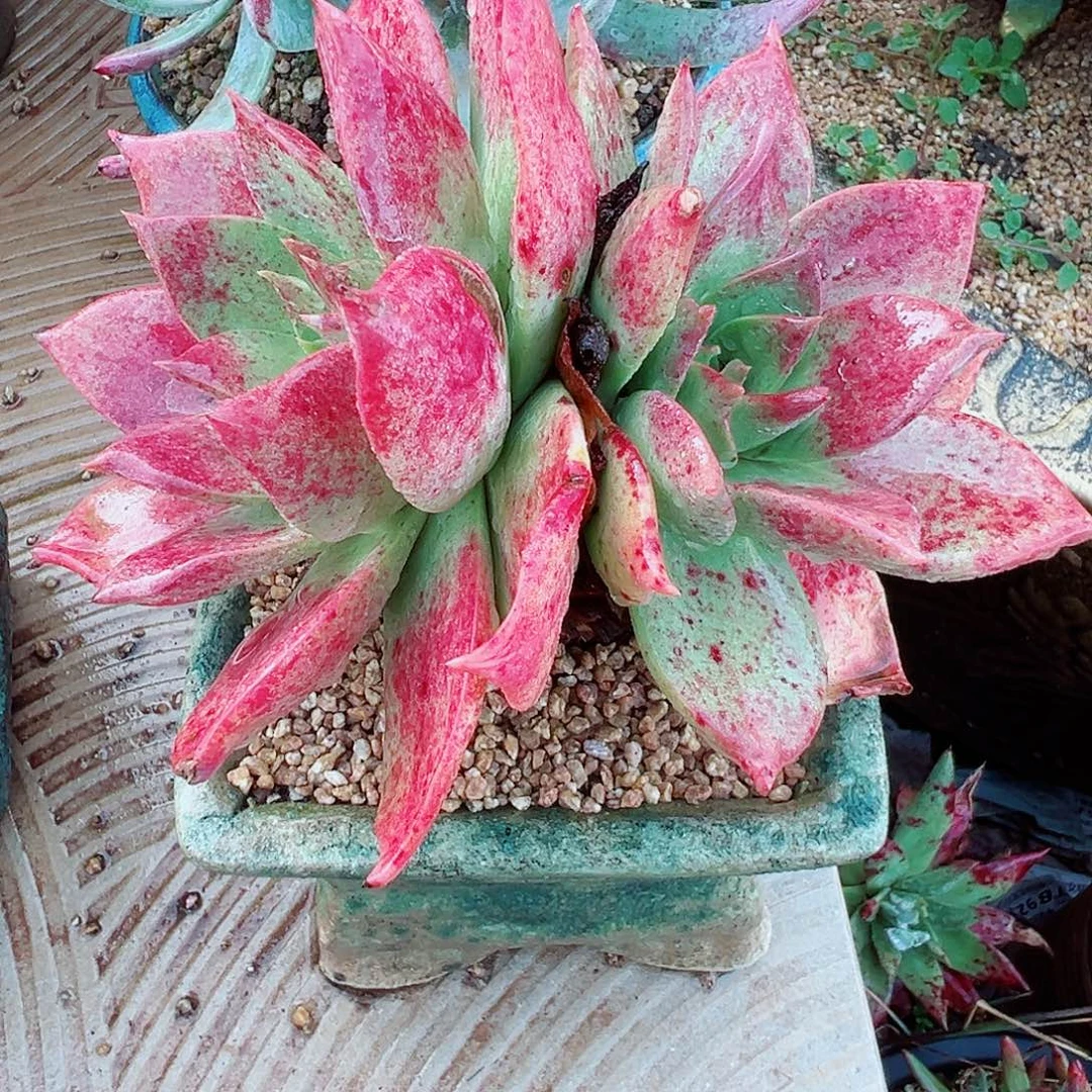 9308坎黛拉贝若仙女杯多肉