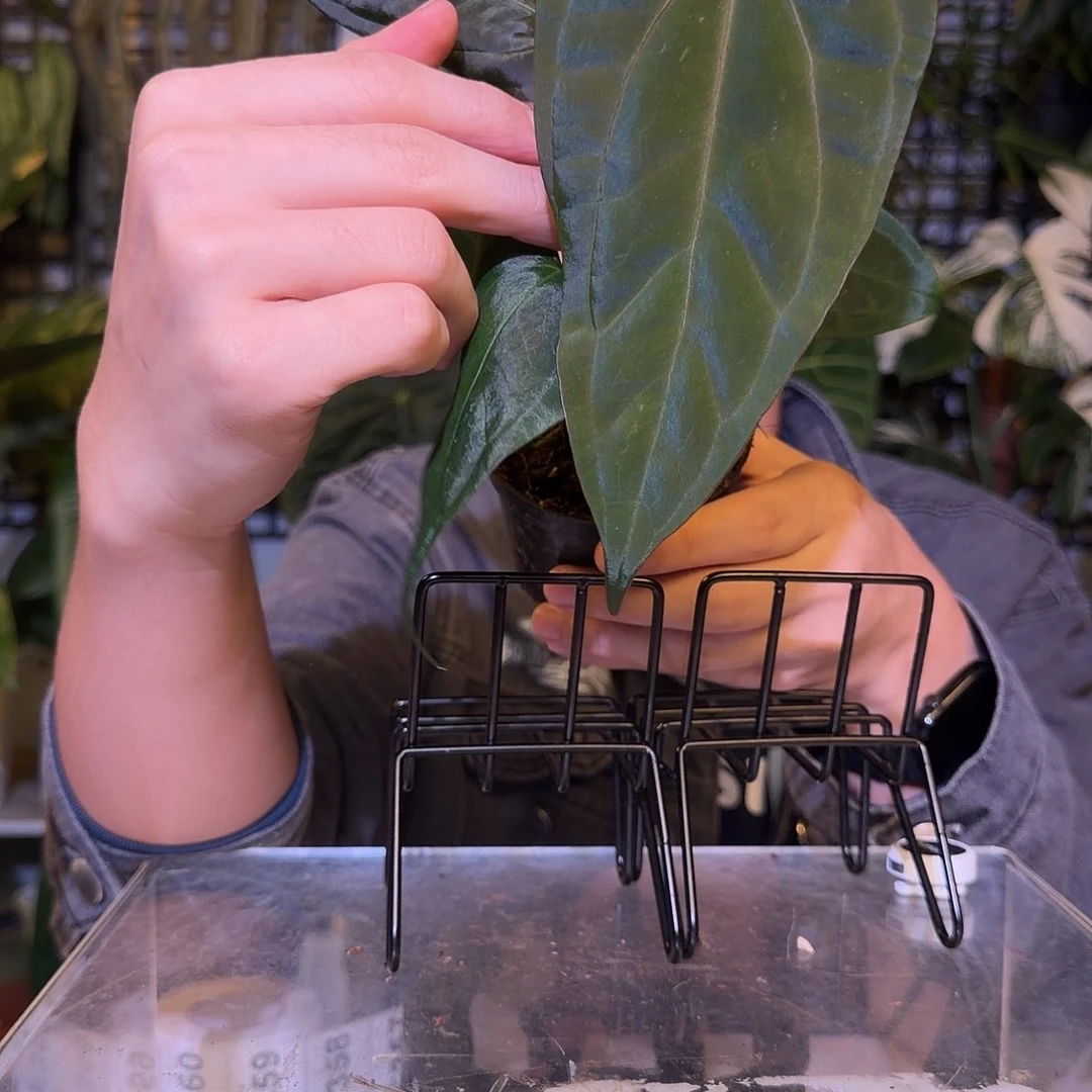 完全开放F356咖啡papi