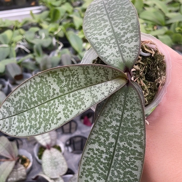 特***斯完全开放处理苗23PU 微瑕