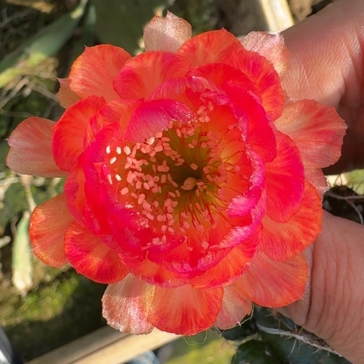 254丽花130歪3公分左右无根侧牙
