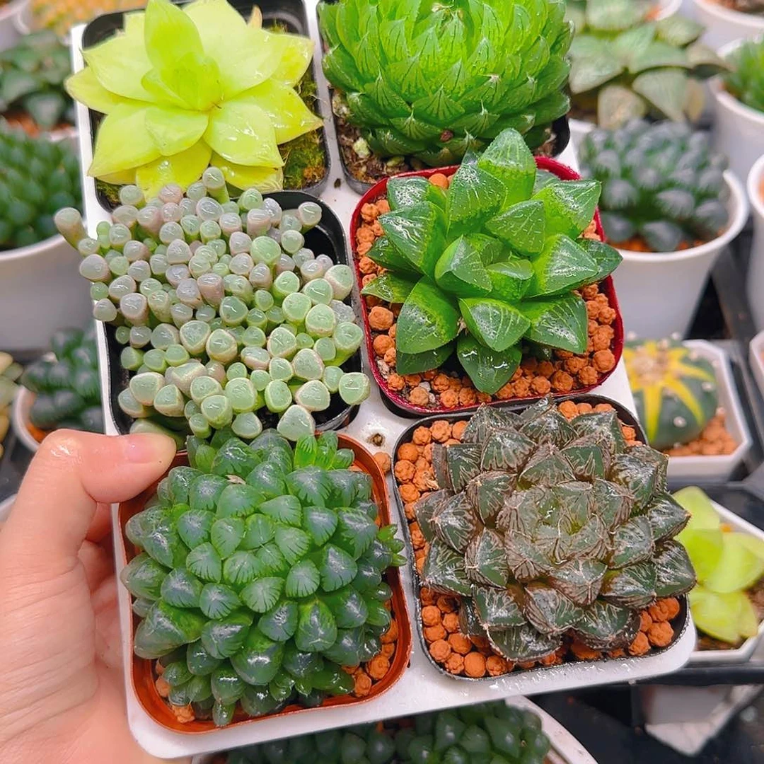 玉露六件套多肉，不带托架