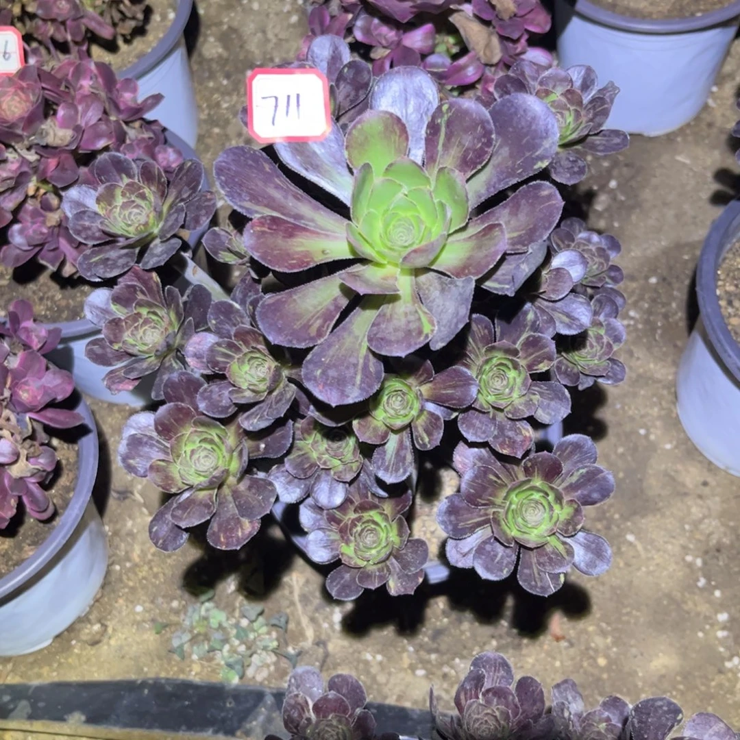 711多肉植物花无缺