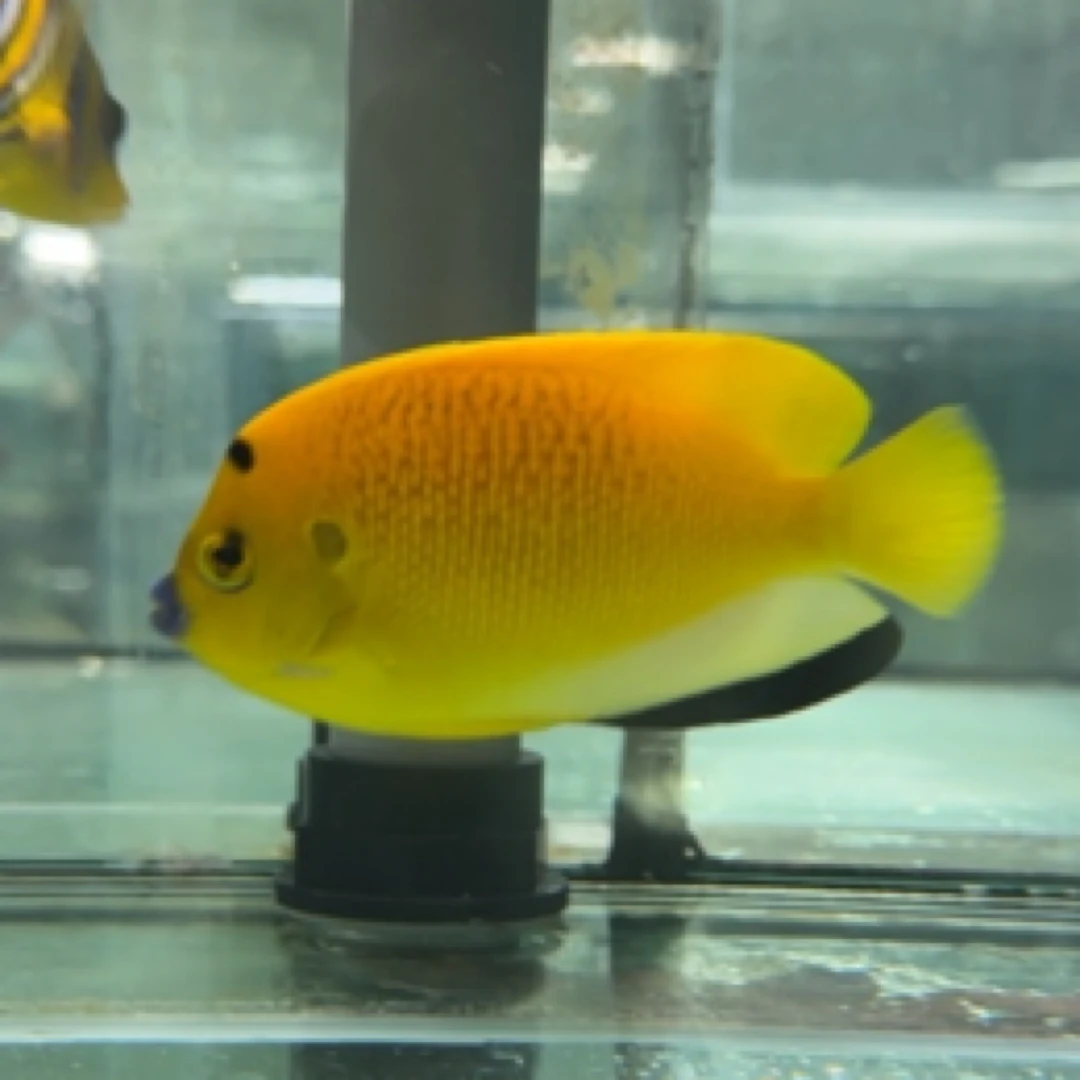 印尼蓝嘴新娘10cm+ （一袋1条装）售后 需拍开箱视频（已含箱费)