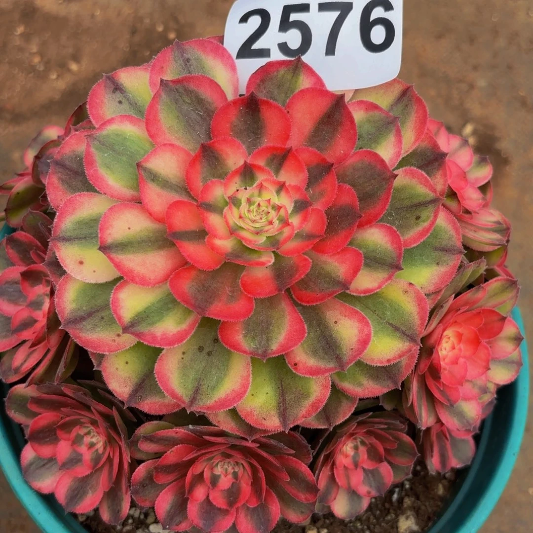 2576多肉植物荔枝