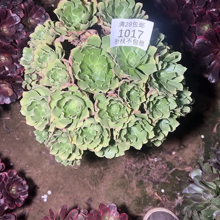 1017绿杨蓉多肉植物