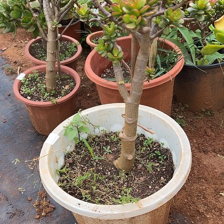 二***）多肉植物实物直播实物145