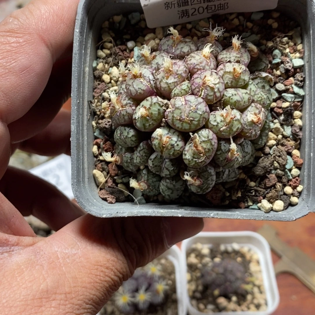 多肉蛋炒饭感谢您相伴085