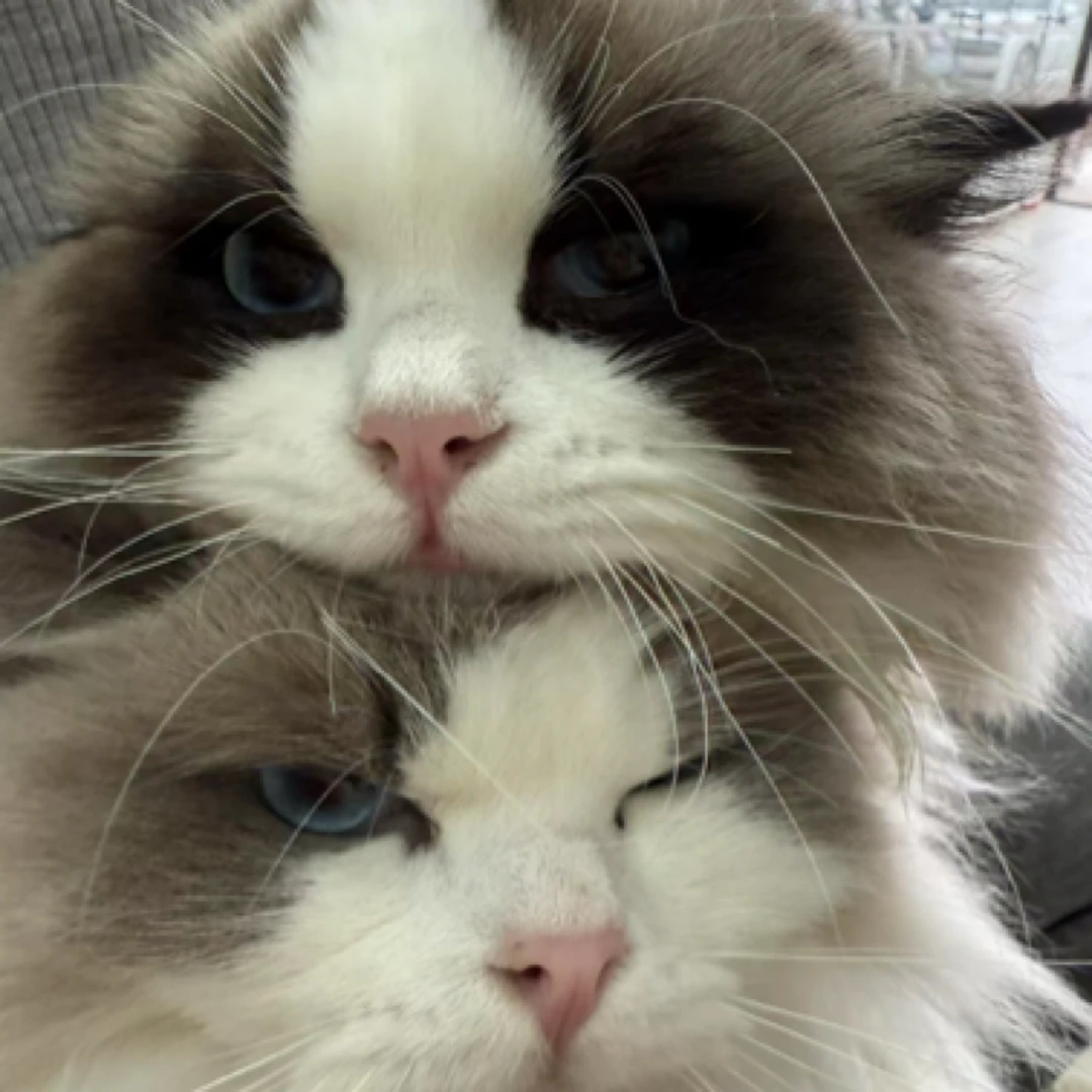 【诺克宠物】宠物活体猫咪