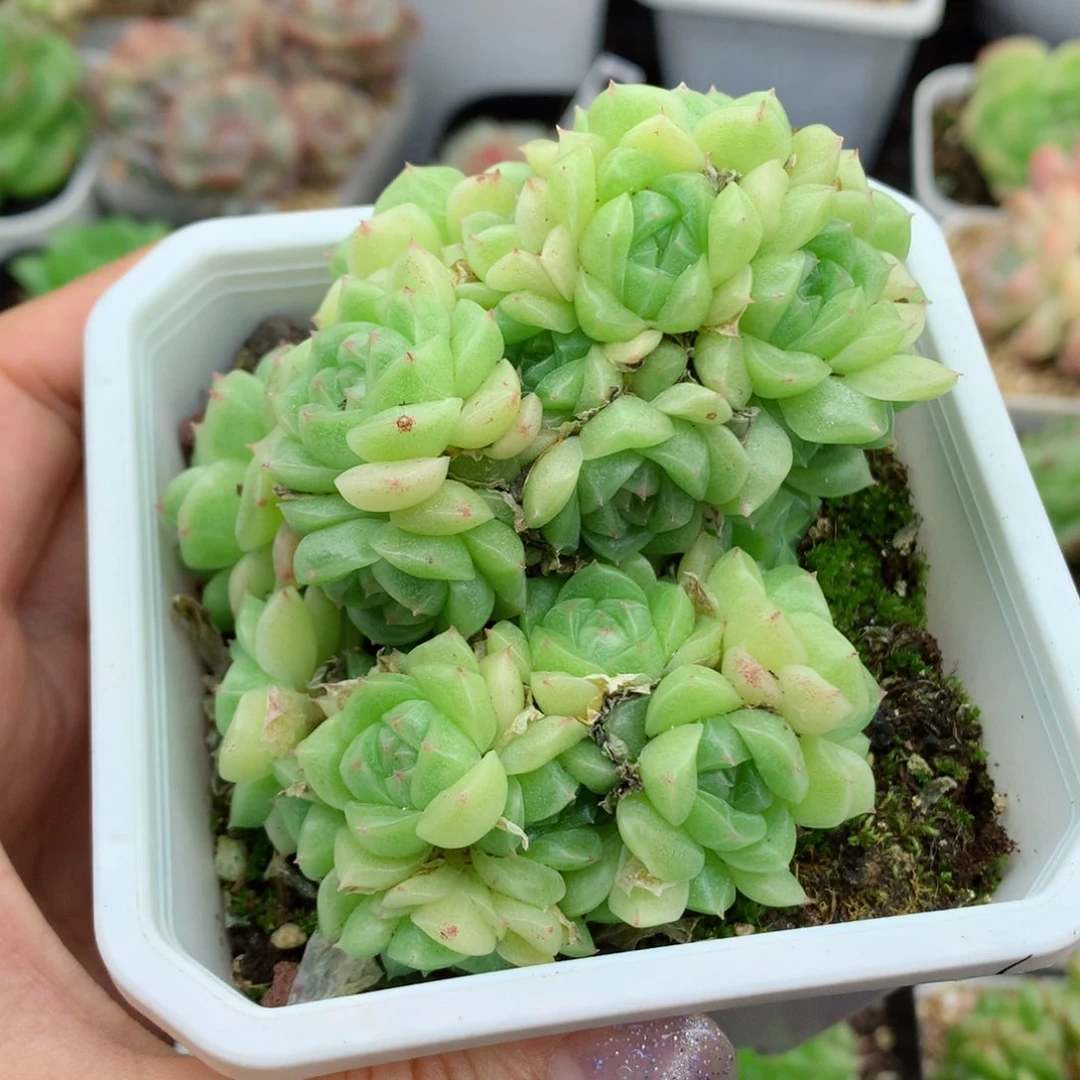 ?58包邮  群生不包整