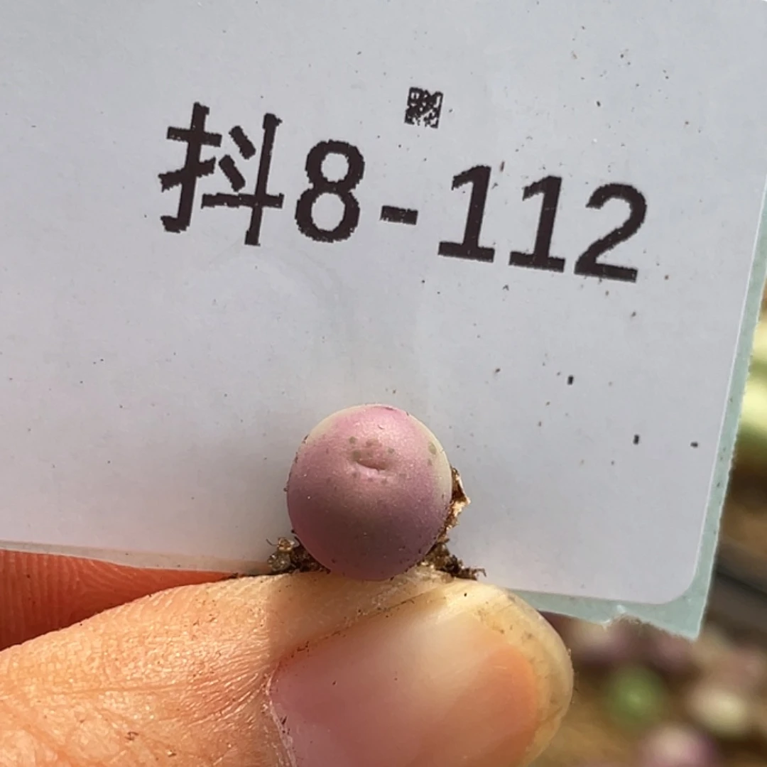 8-112大g苗多肉植物