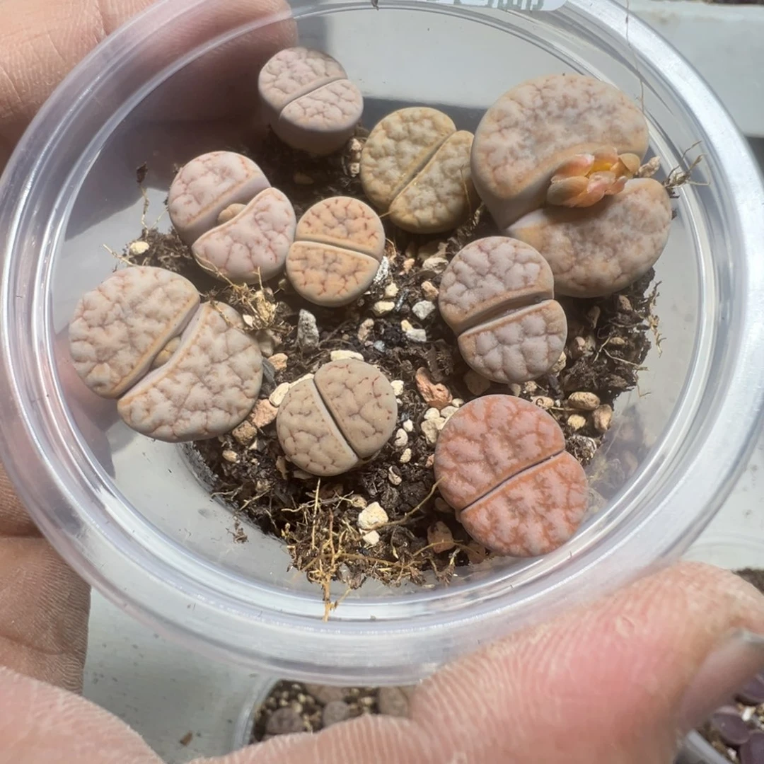 【闪购商品】 1104。