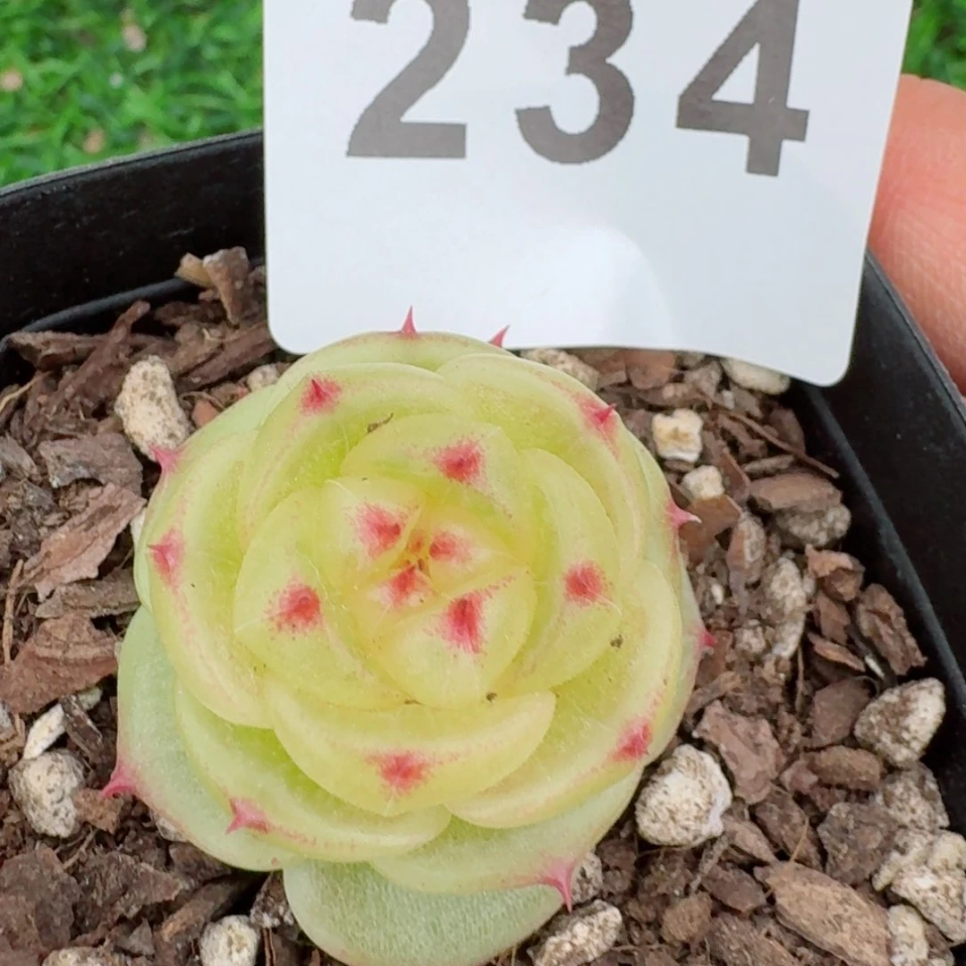 宝拉珍妮         精品多肉