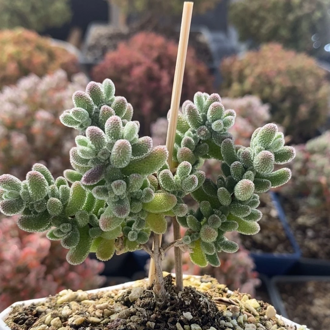 ?***～优选冰晶3965枝干番杏