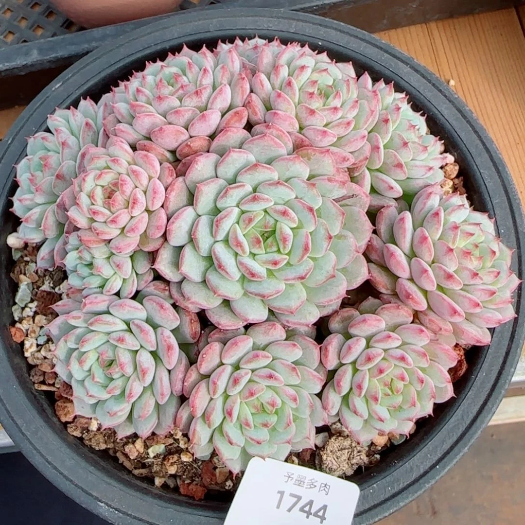 白胖子，1744多肉植物