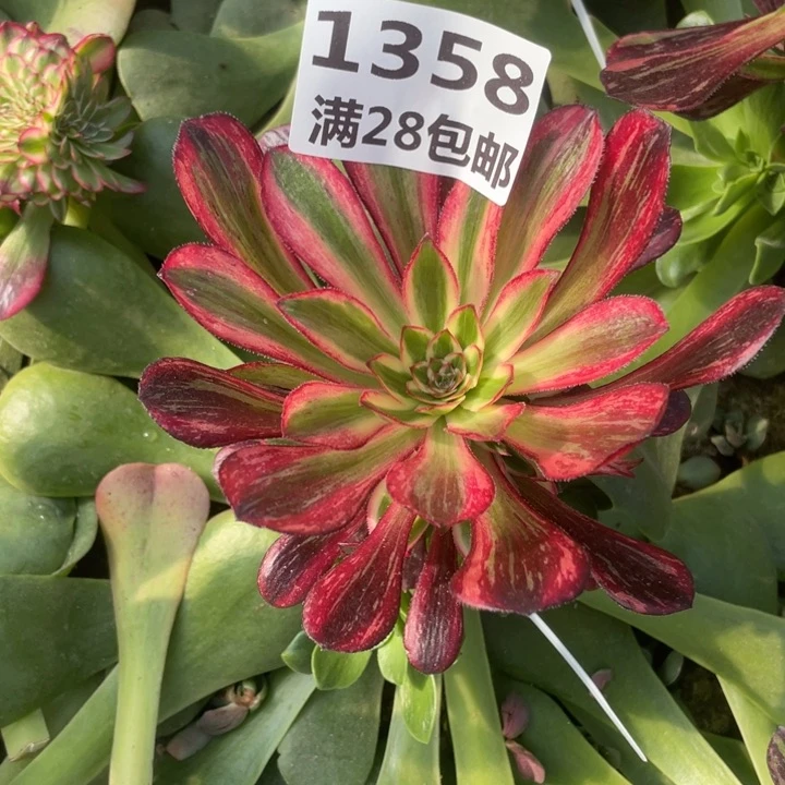 低*.1358三号棚嫁接红钻多肉植物