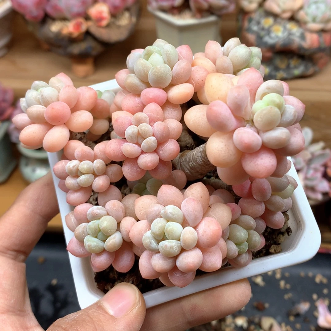 洛可可一物一拍满68包邮