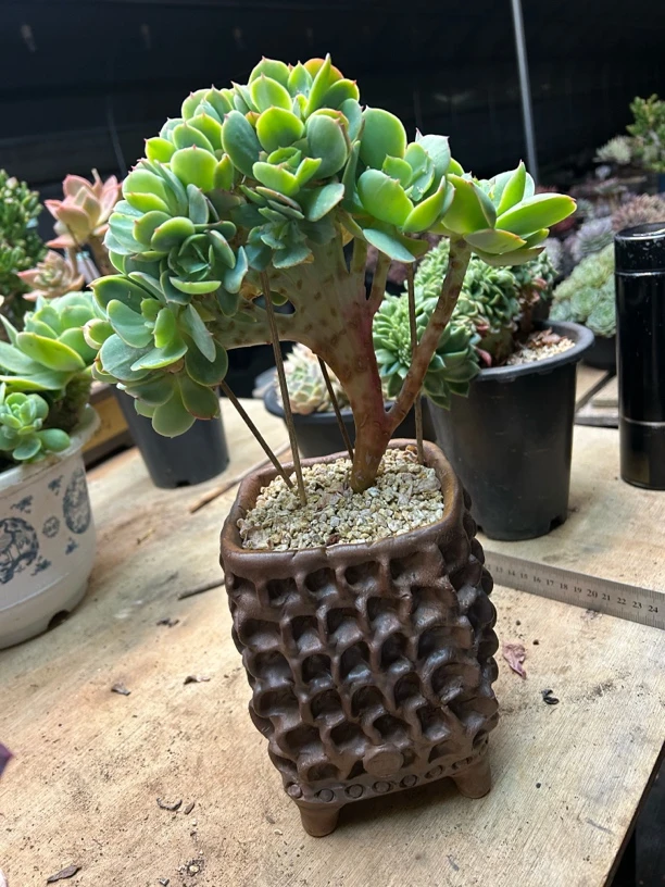 多肉植物 鸡蛋碧桃缀化 脱土发货
