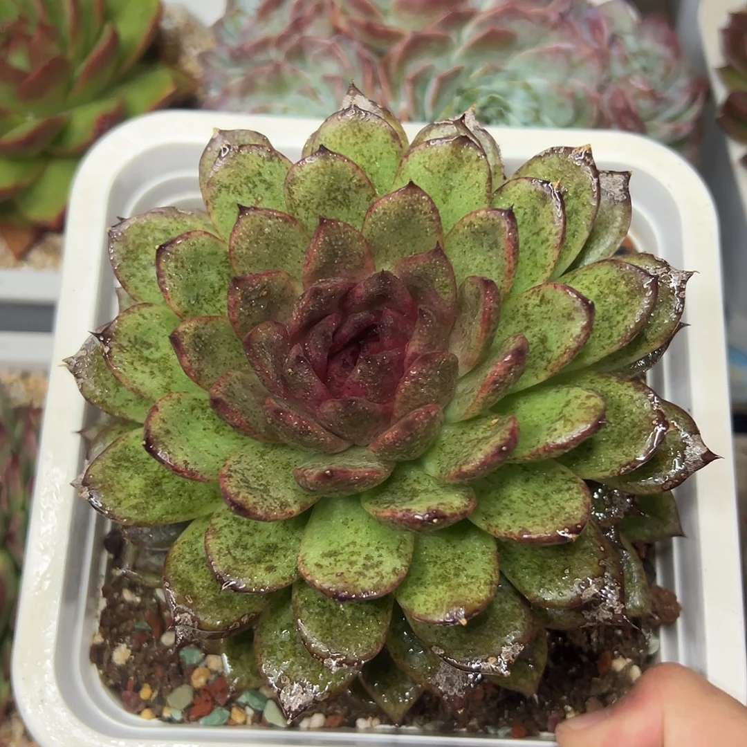 多肉植物一物一拍01