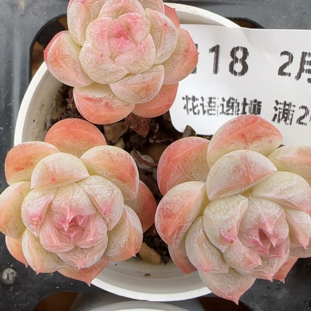 花语逸镜0203-118