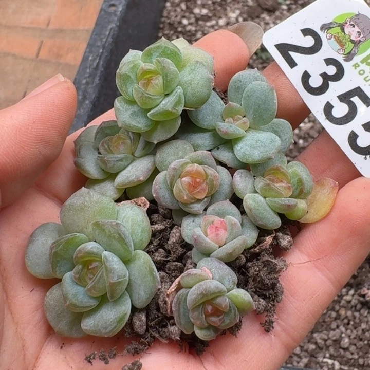 无花朵多肉植物多肉植物