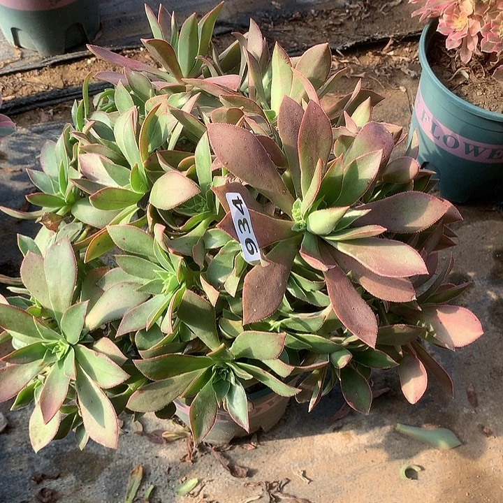 多肉植物红叶934号