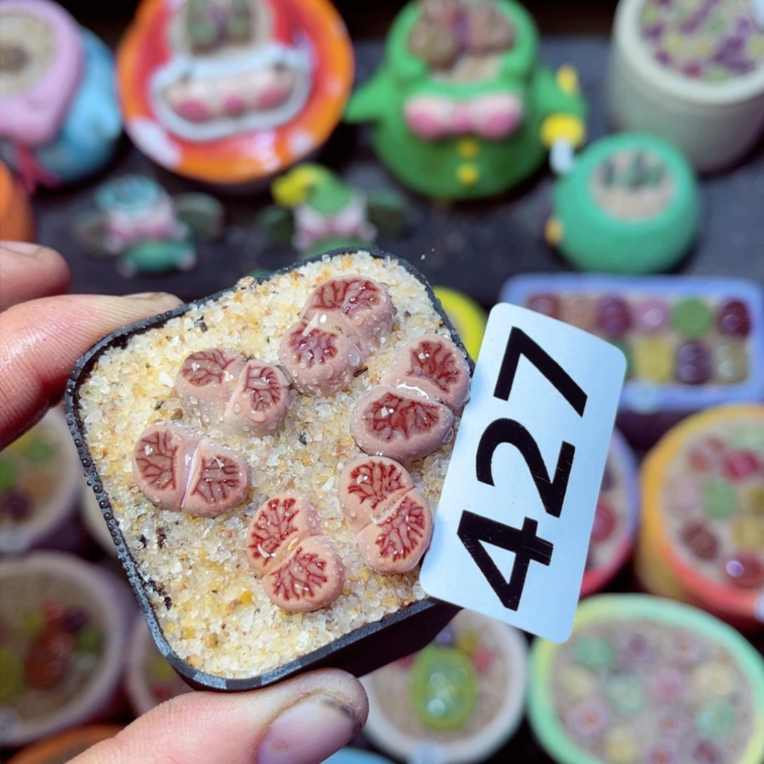 427生石花带盆发