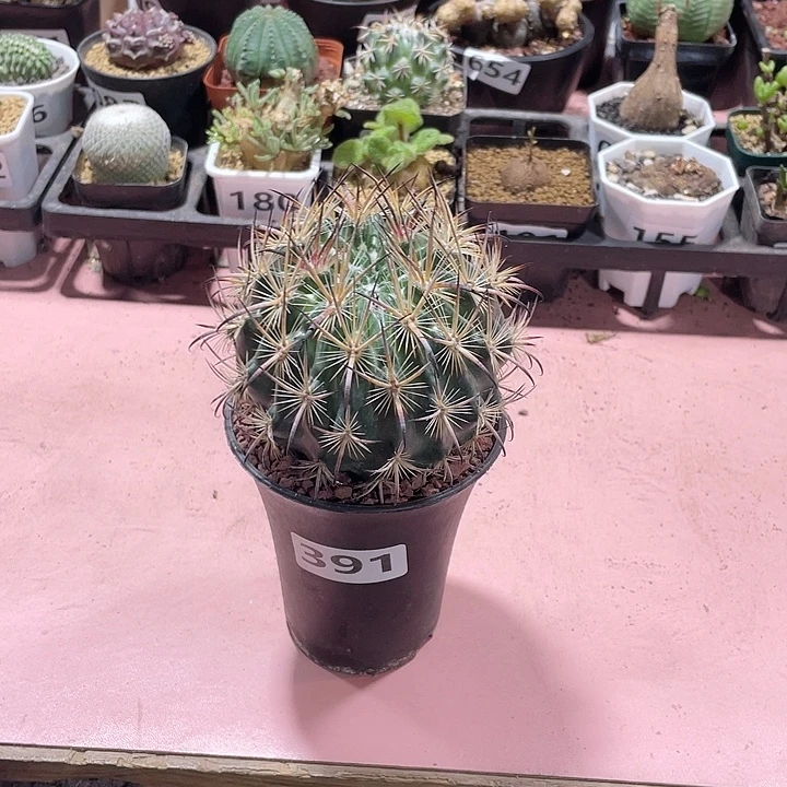 391实生大虎爪玉块根