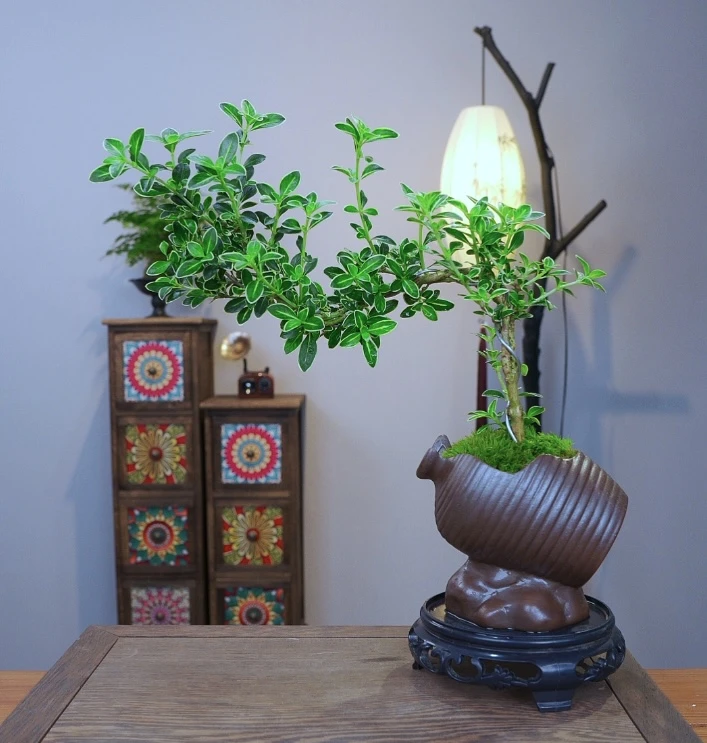 造型金边六月雪室内好养绿植开花小盆栽办公室盆景植物花卉