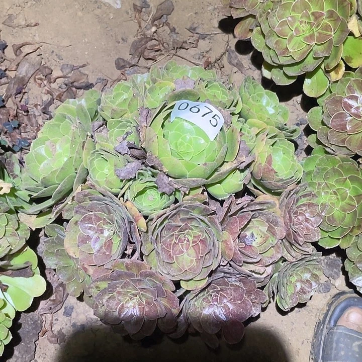 多肉植物法师675花月夜