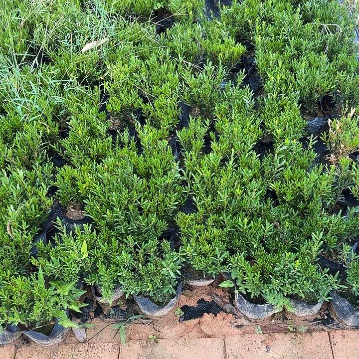 完全开放小叶雀舌黄杨小骨架随机发