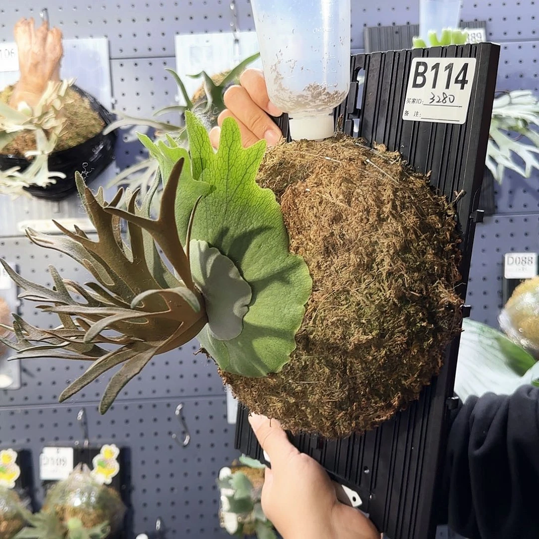 元***小无花朵nano 鹿角蕨板植大