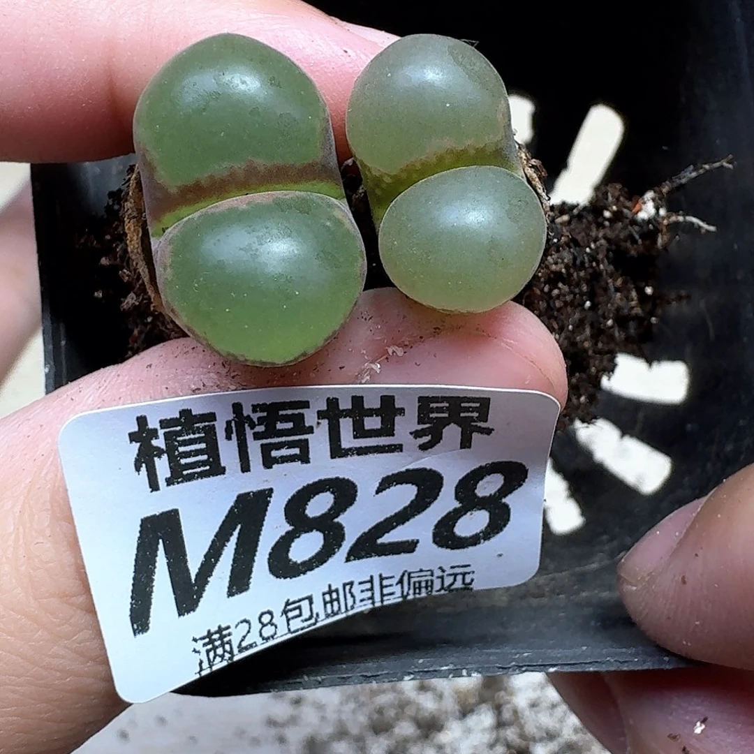 多肉植物的润泽额分