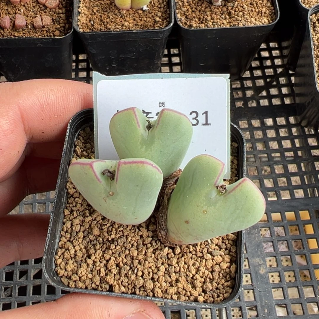 20-31肉锥多肉植物，