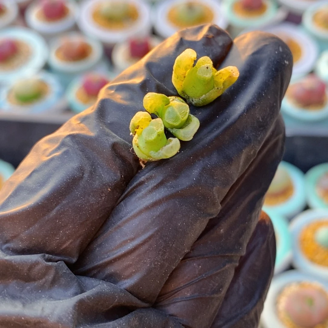 一****y4939-_一物一拍 奶瓶