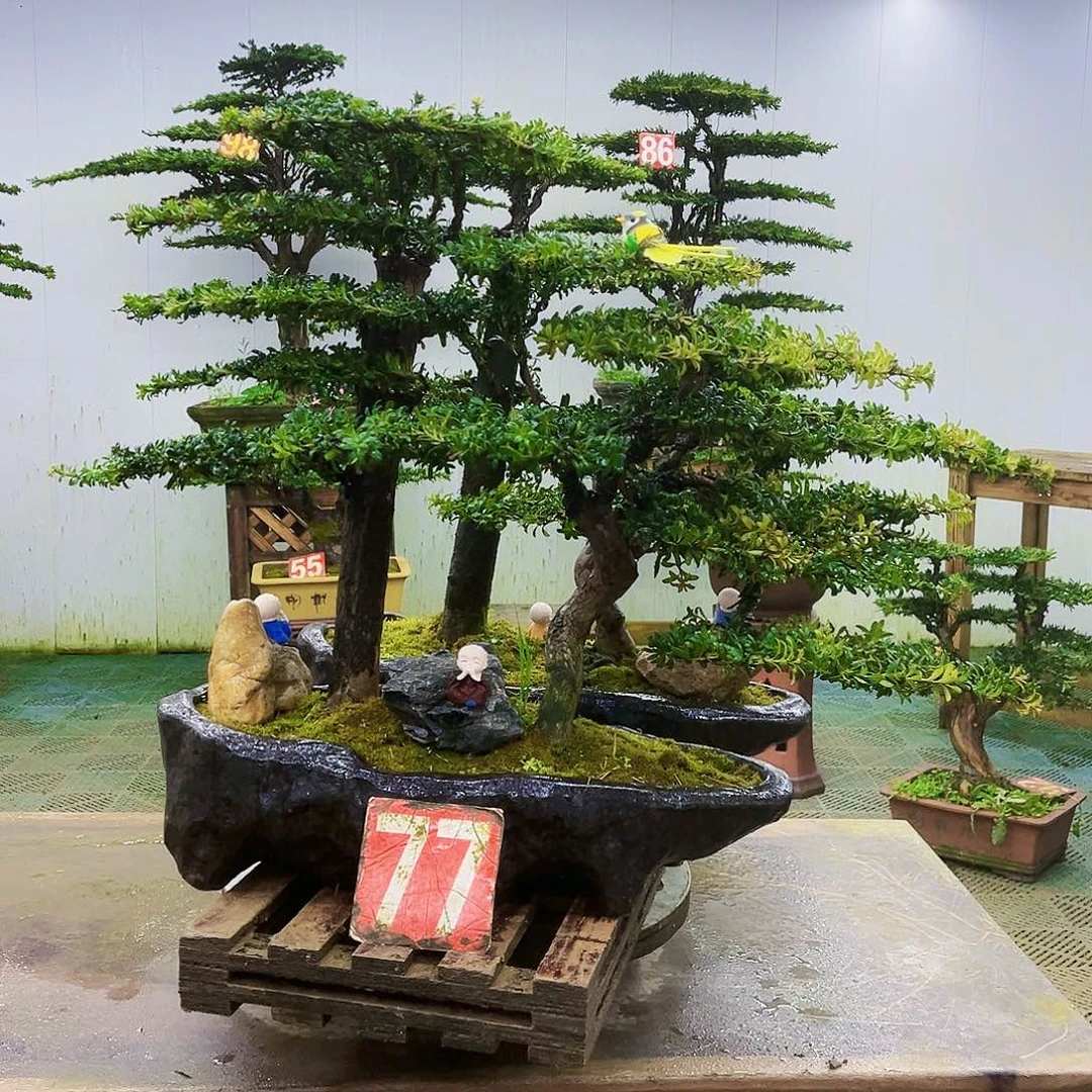 完全开放罗汉松盆景艺术