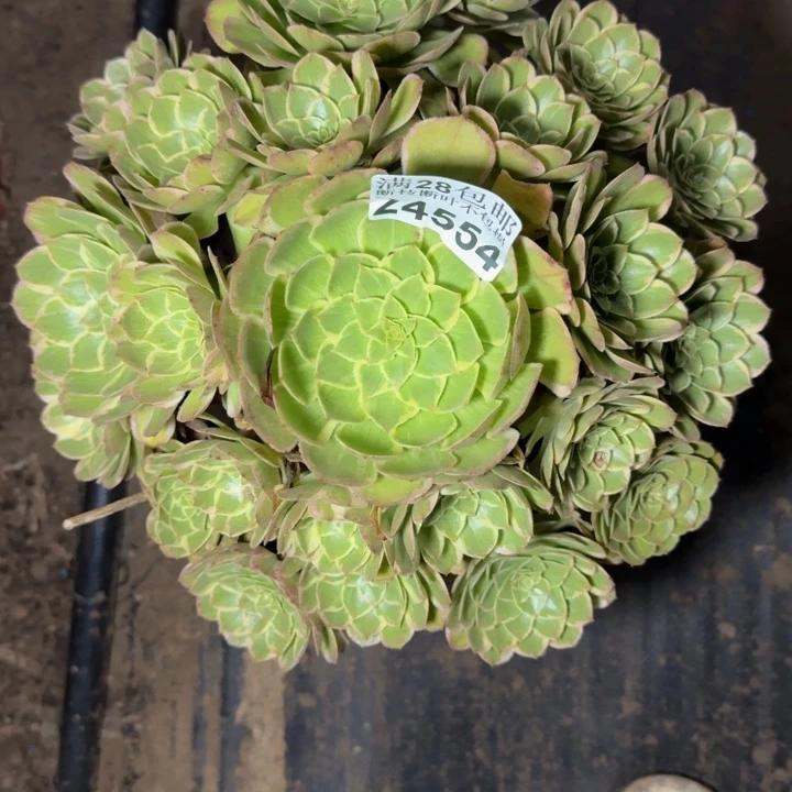 24554南莲花座多肉植物