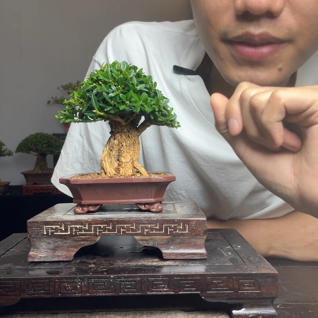 海***空无花朵黄杨盆景一物一拍