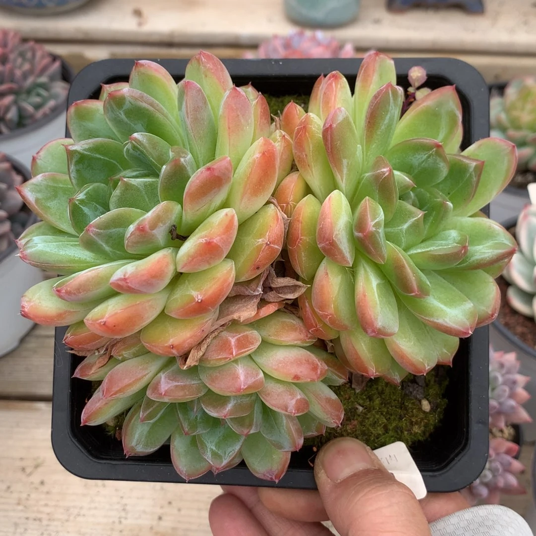 6460二代雪花一棵有砍14厘米