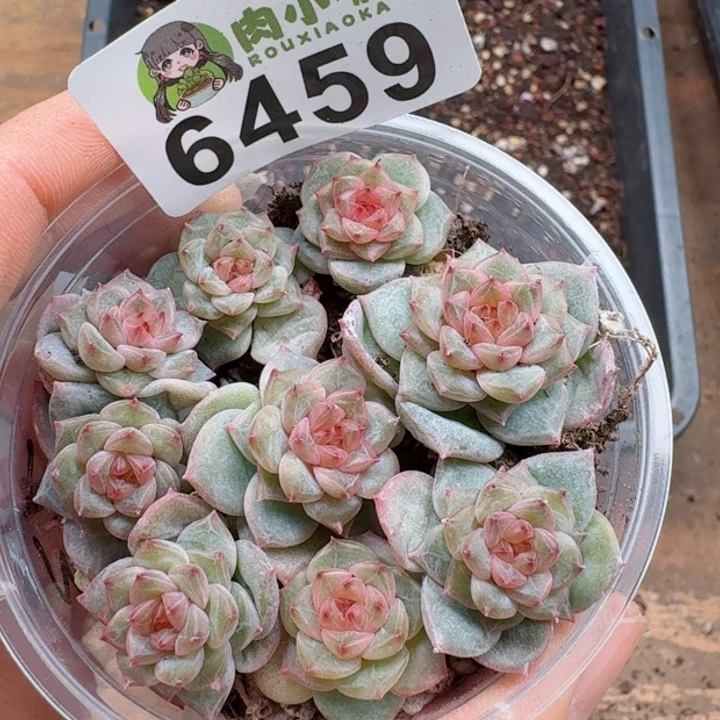 多肉植物多肉植物