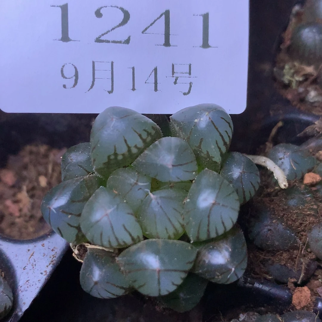 【闪购商品】云1241号
