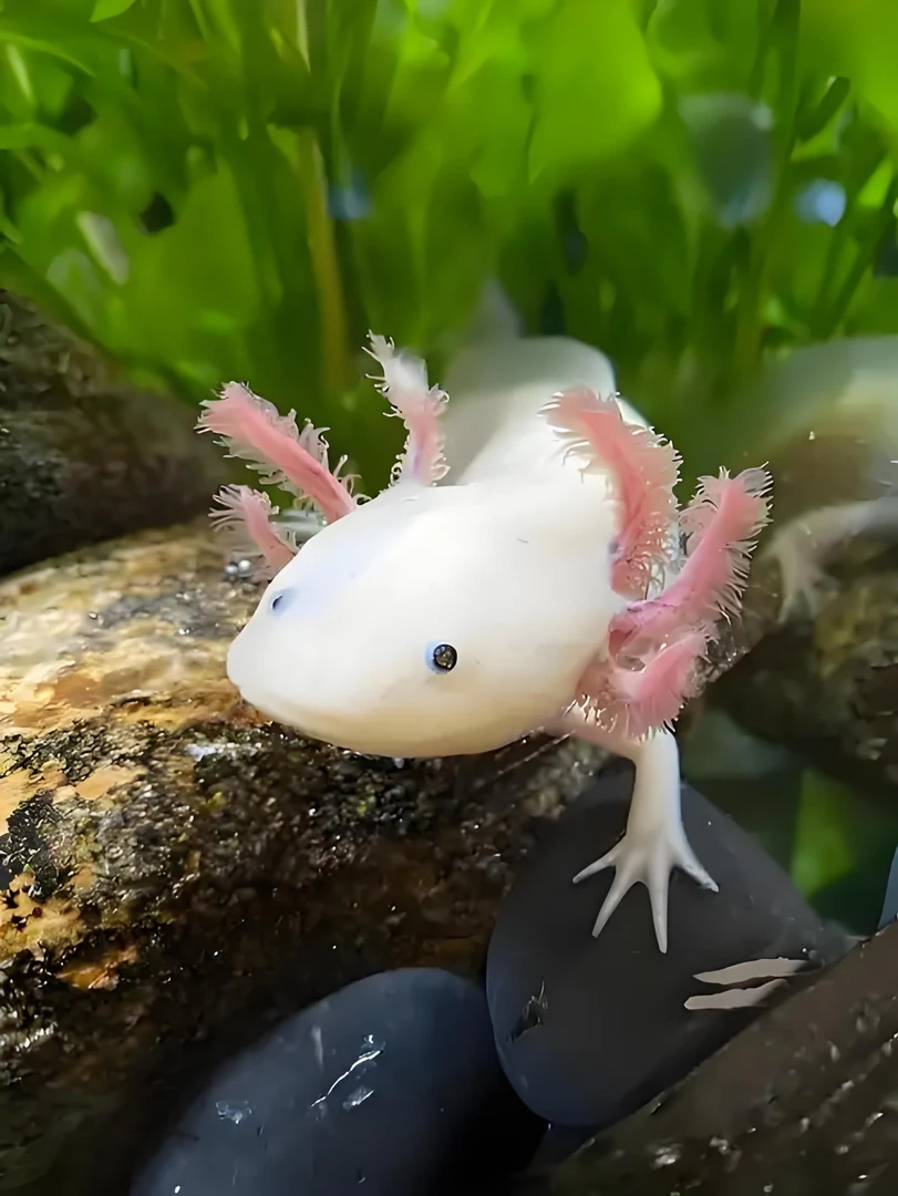 蝾螈水族宠物活体淡水好养易活观赏鱼