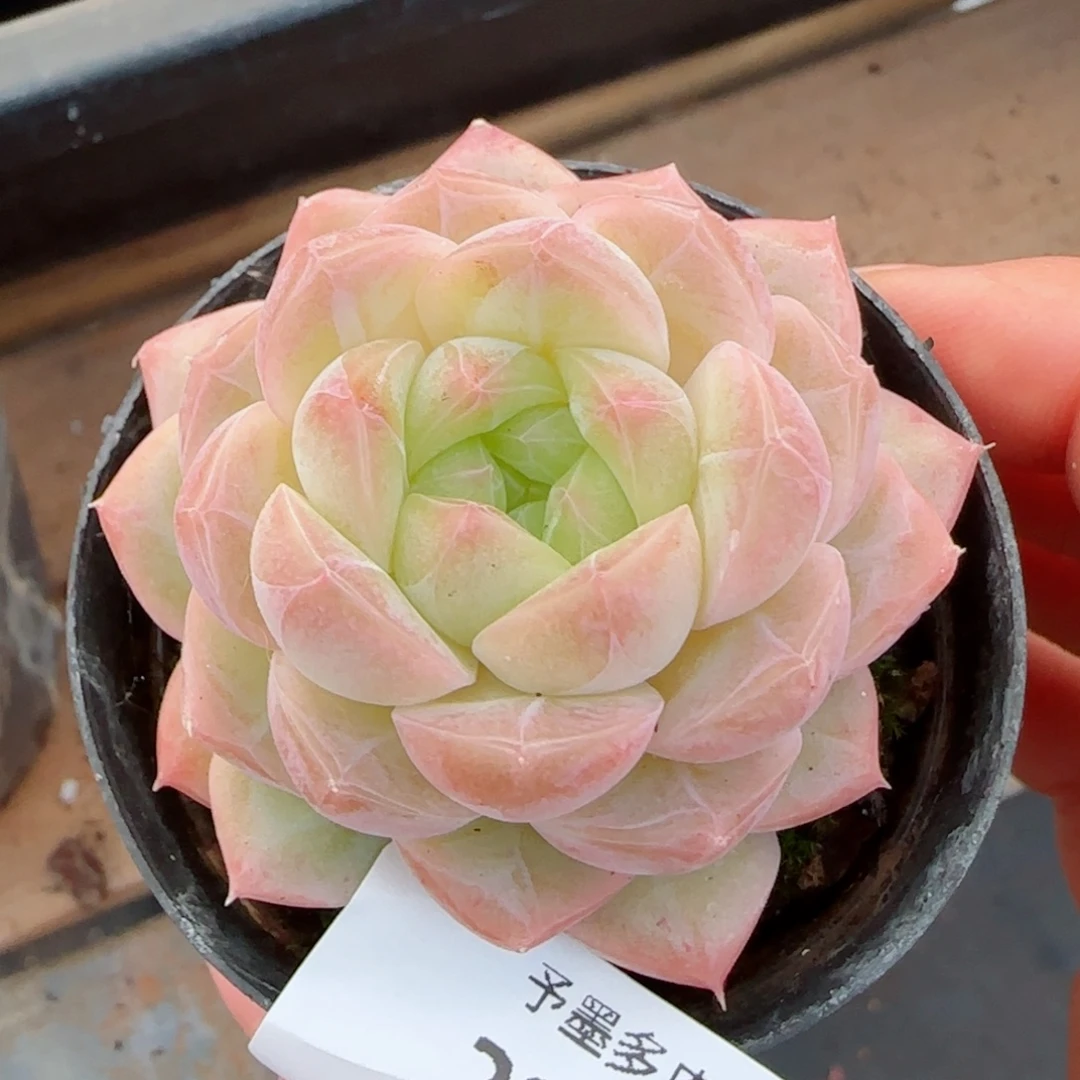 孤品，2817多肉植物