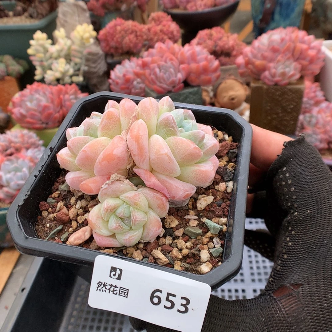 653冰玉多肉植物6666