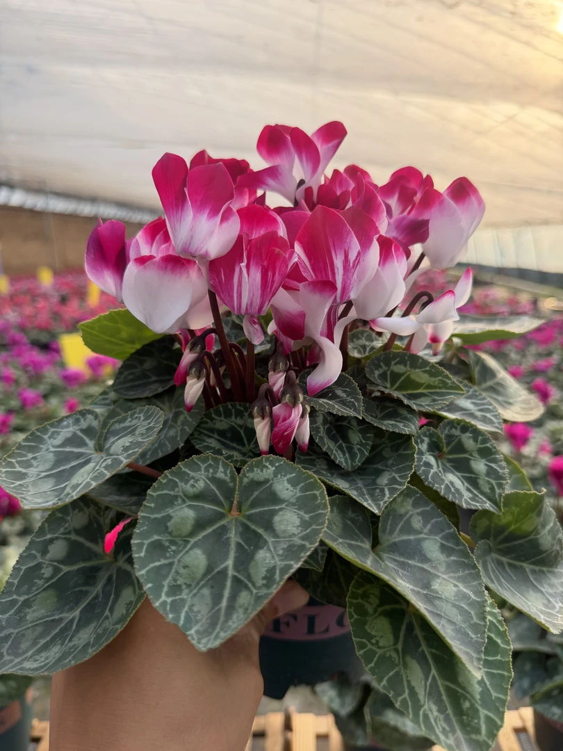 仙客来盆栽带花带花苞发货四季开花耐寒多年生室内花卉盆栽