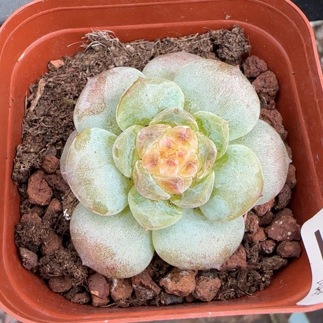 小卡拉米糖心一物一拍