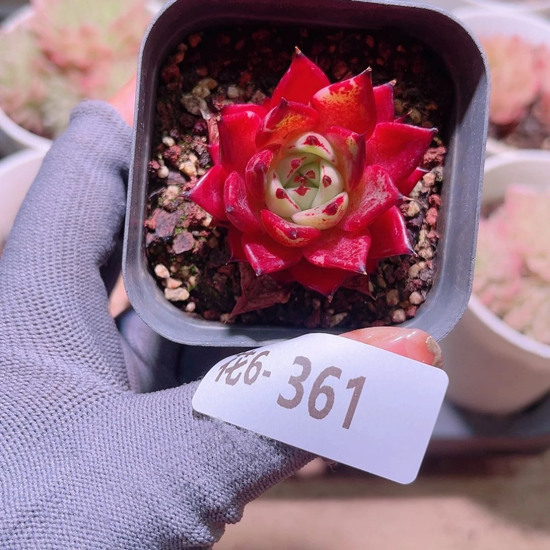 花06-361新品单头