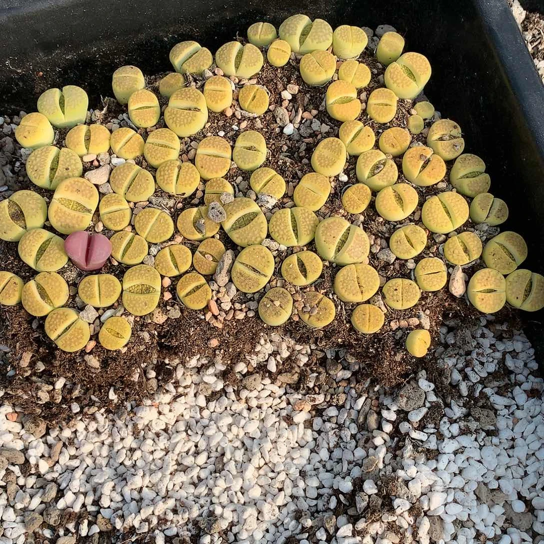 核****2A101多肉植物保护